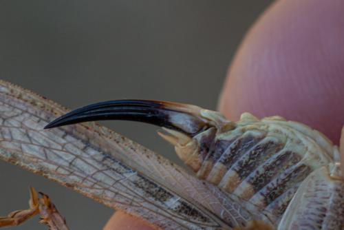 Réf. 334 781 : Platycleis affinis affinis